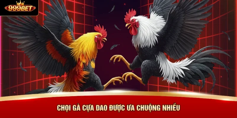 Chọi gà cựa dao được ưa chuộng nhiều